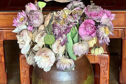 Hồn và vẻ đẹp của sen tàn