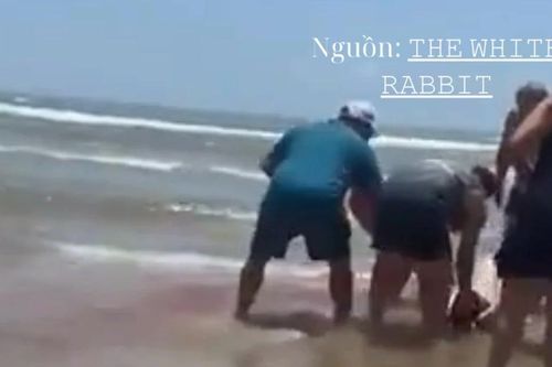Người phụ nữ bị cá mập cắn khi đang bơi trên bãi biển