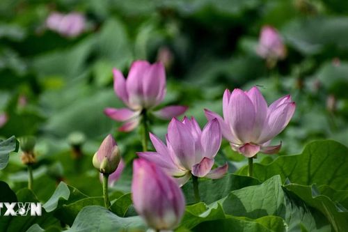 Tổng hợp sự kiện quốc tế nổi bật trong tuần qua ảnh