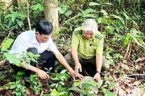 Bình Phước: Thả cá thể tê tê quý hiếm về rừng tự nhiên