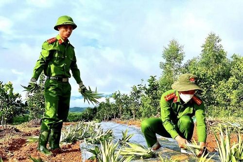 Hà Tĩnh: Công an đội nắng cùng người dân trồng dứa trên đồi hoang