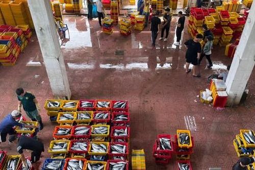Bình Định liên kết chuỗi cung ứng, tăng xuất khẩu cá ngừ