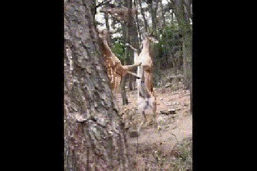 Clip: Kỳ lạ hươu sao đánh nhau như kangaroo
