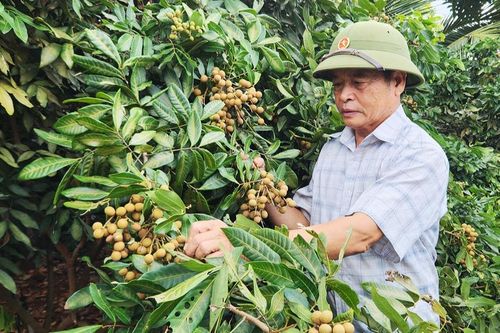 Gương sáng thương-bệnh binh vượt khó làm giàu