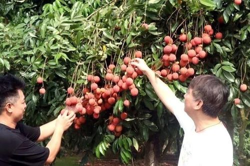 Hưng Yên nâng cao giá trị quả vải mang lại nguồn thu lớn