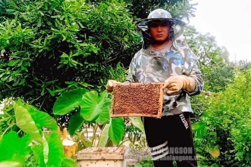 Triển vọng từ mô hình trồng cây mắc ca kết hợp nuôi ong mật