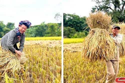 Hương thơm mùa quả chín