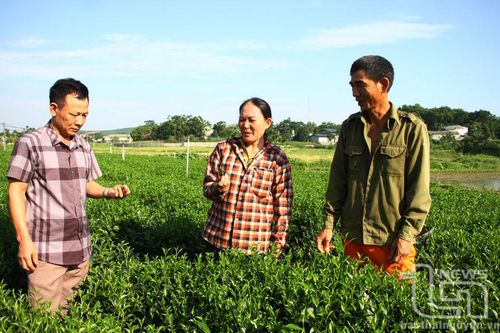 Còn sức khỏe, còn cống hiến
