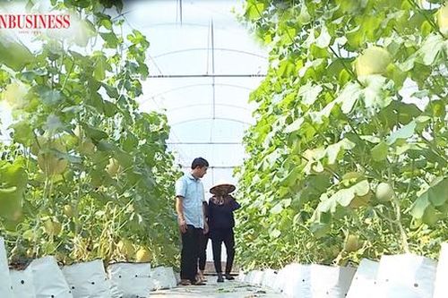 Về vùng đất có hơn 600 tỷ phú nông dân, học cách làm giàu từ sản xuất xanh