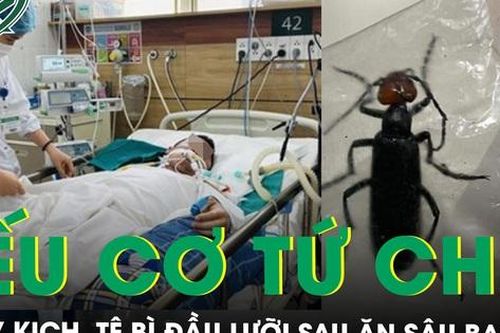 Nguy kịch sau ăn sâu ban miêu