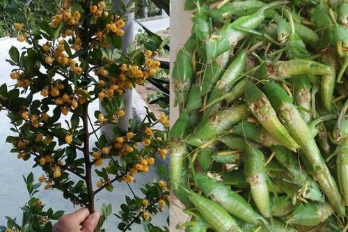 Loạt món ăn được mệnh danh 'sơn hào hải vị' tuổi thơ
