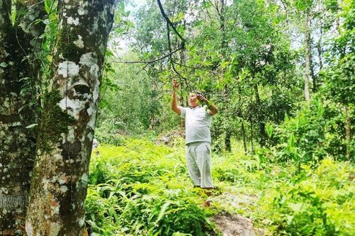 Người dân ở Quảng Ninh làm giàu từ rừng