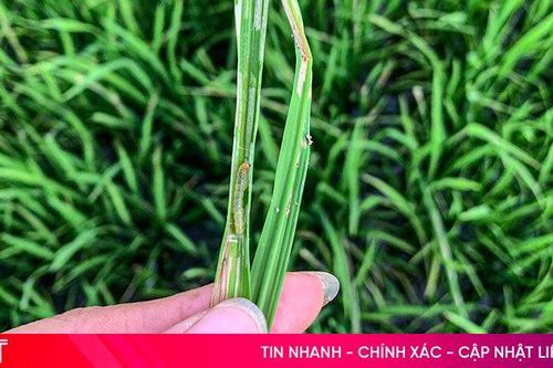 Cảnh báo sâu, bệnh hại 'tấn công' lúa hè thu