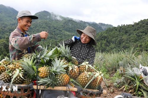 Cây dứa mật giúp người Mông ở vùng biên giới Điện Biên thoát nghèo