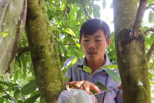 Trồng mãng cầu xiêm cho thu nhập cao trên đất trũng phèn