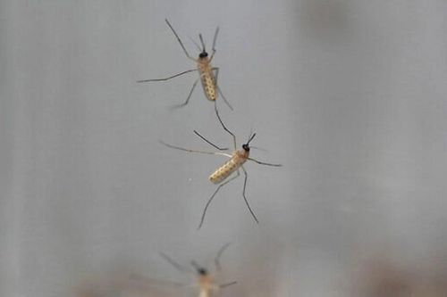 Dịch sốt Tây sông Nile bùng phát tại Israel khiến 12 người tử vong