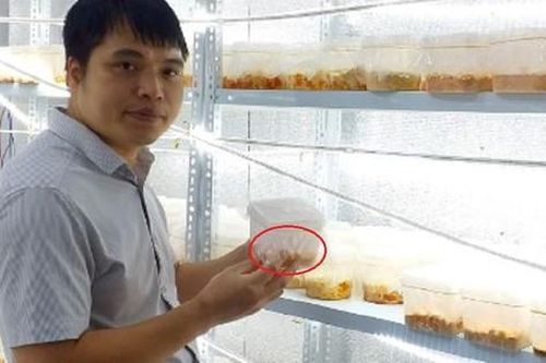 Anh nông dân cứ mỗi năm đút túi 500 triệu đồng nhờ trồng thứ 'quý như vàng'
