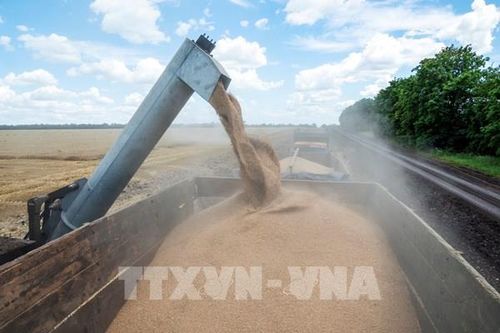 Sản lượng ngũ cốc toàn cầu năm 2024 dự kiến đạt mức cao nhất mọi thời đại