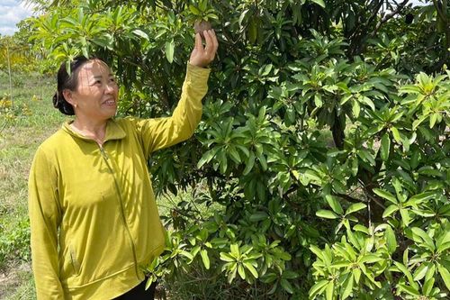 Nông dân Chư Băh làm giàu nhờ chuyển đổi cây trồng, vật nuôi