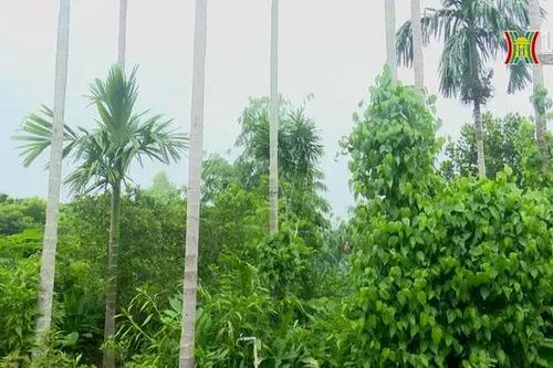 Rà soát thực trạng rừng | Tạp chí kiểm lâm | 15/06/2024