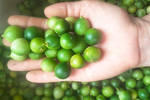 Chanh tí hon lên cơn sốt, cháy hàng liên tục