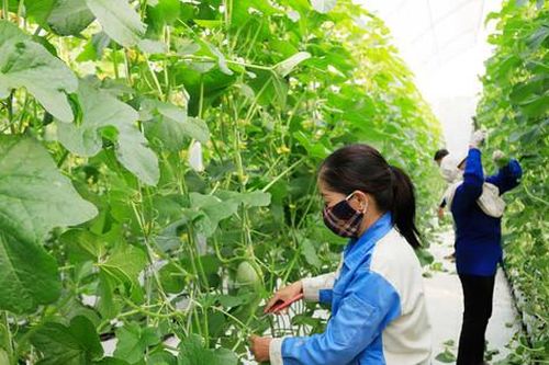 Ngành Nông nghiệp 6 tháng đầu năm 2024: Vượt khó, giữ đà tăng trưởng