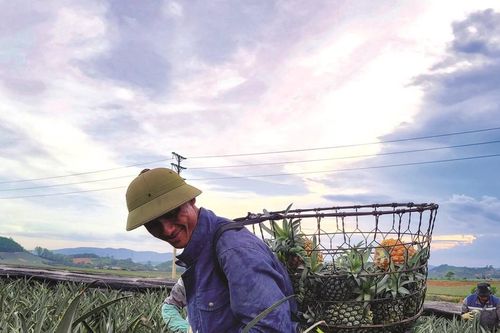 Niềm vui trên ruộng dứa