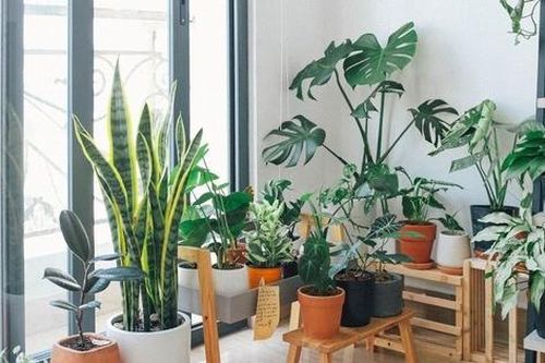 Cây cảnh trồng trong nhà chiêu may rước lộc, sạch bong khói thuốc