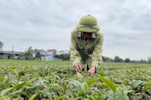 Diện mạo nông thôn Quảng Ninh thay đổi từ Chương trình mục tiêu quốc gia