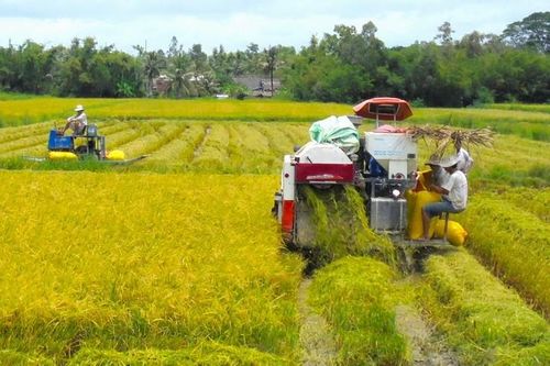 Đưa chính sách đặc thù cho vùng ĐBSCL phát triển