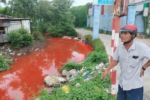 Nước kênh bỗng chuyển sang màu đỏ lạ thường ở Cà Mau
