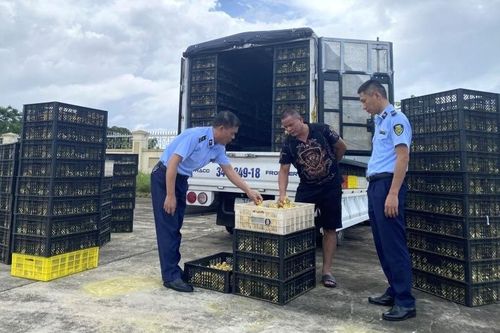 Bắt giữ hơn 20 nghìn con vịt giống không rõ nguồn gốc xuất xứ
