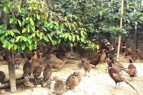 Nuôi hơn 2.000 chim trĩ, nông dân Nghệ An thu trăm triệu mỗi năm