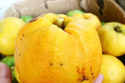 Thứ quả đặc sản ở Thanh Chương đắt hàng ngày nắng nóng