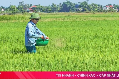 Mưa giải nhiệt, nông dân Hà Tĩnh tích cực chăm sóc lúa hè thu