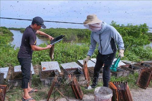 Nuôi ong dưới tán rừng ngập mặn thu đến 300 triệu đồng/vụ