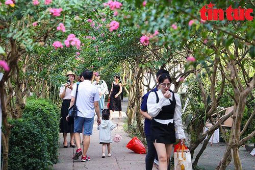 Cuối tuần, thỏa sức check-in tại vườn hoa tường vi thơ mộng