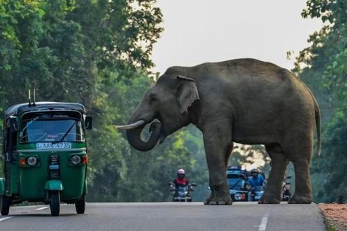 Hỗn loạn tại sự kiện tôn giáo ở Sri Lanka, nhiều người bị thương