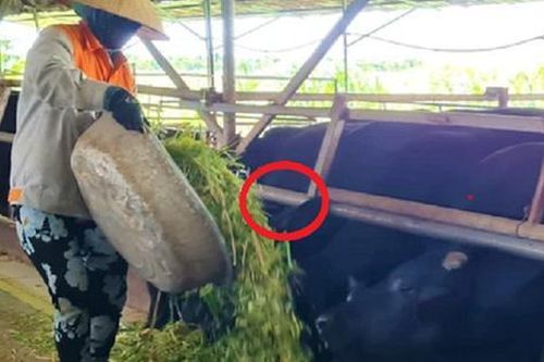 Anh nông dân 'bẻ lái' nuôi con vật 'khổng lồ' nào ngờ đút túi gần 2 tỷ