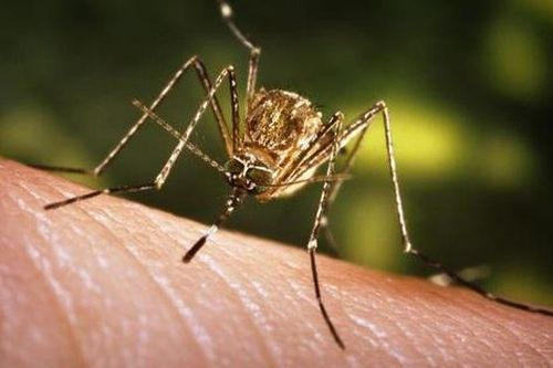 Người đàn ông 52 tuổi ở Đắk Lắk mắc bệnh viêm não Nhật Bản