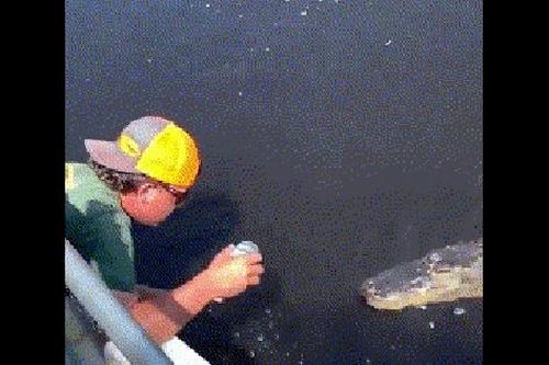 Người đàn ông liều lĩnh lợi dụng cá sấu để mở bia và cái kết bất ngờ