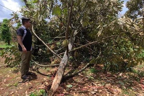 Nhiều nông dân trồng sầu riêng thiệt hại nặng nề sau cơn giông lốc