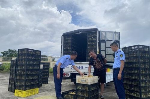Quảng Ninh: Bắt giữ hơn 20.000 con vịt giống không rõ nguồn gốc xuất xứ tại Móng Cái