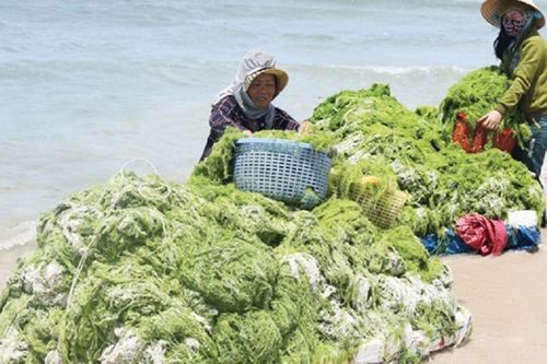 Ra mắt chương trình 'Blue Ocean – Blue Foods' hướng đến bán tín chỉ carbon dưới biển