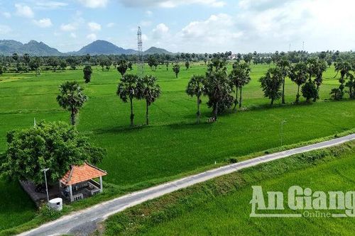 Chiêm ngưỡng vẻ đẹp của cây thốt nốt vùng Bảy Núi