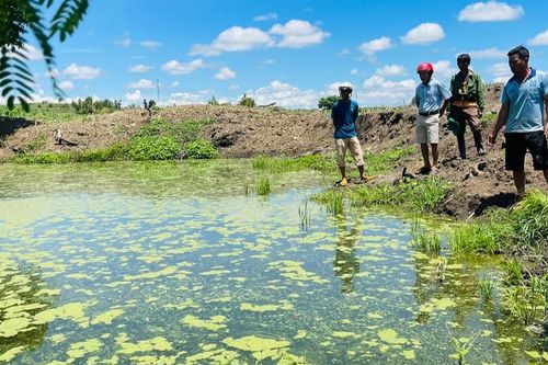 Bức xúc vì trang trại chăn nuôi gây ô nhiễm môi trường