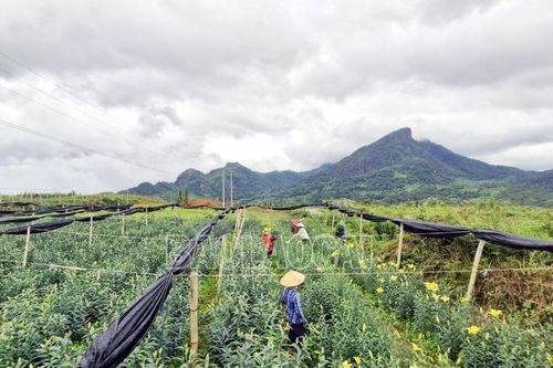 Rộn ràng thu hoạch hoa ly trên vùng cao Y Tý