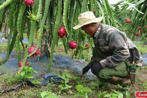 Mai Sơn vào vụ thu hoạch thanh long