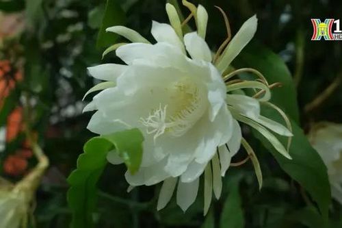 Ngắm đóa Quỳnh lặng lẽ khoe sắc