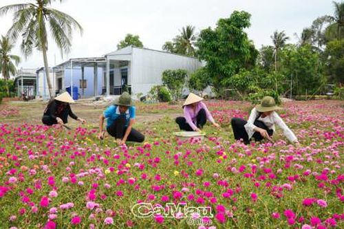 Rực rỡ đường hoa mười giờ